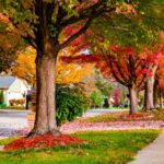 Tree-lined suburban street with green grass and autumn leaves in red, orange, and yellow covering the ground.