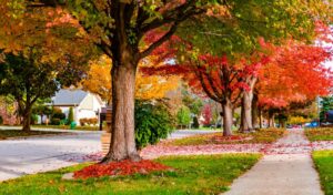 Tree-lined suburban street with green grass and autumn leaves in red, orange, and yellow covering the ground.